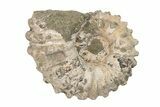 Bumpy Ammonite (Douvilleiceras) Fossil - Madagascar #205025-1